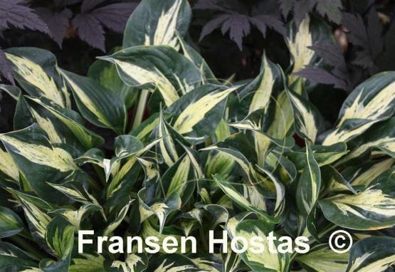 Hosta American Hero